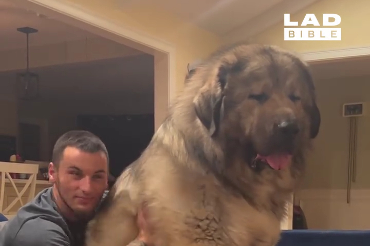 Yogi the Giant Caucasian Shepherd Dog
